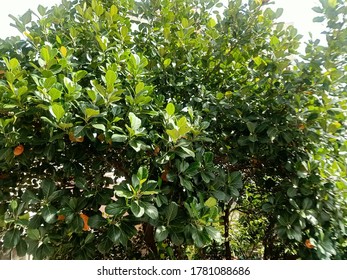 A Bright Greenery Leafy Scene