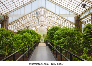 Bright Greenhouse Foliage Growing Stock Photo 138748007 | Shutterstock