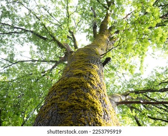 Bright, happy oak tree after spring thunderstorm. Grand. - Shutterstock ID 2253795919