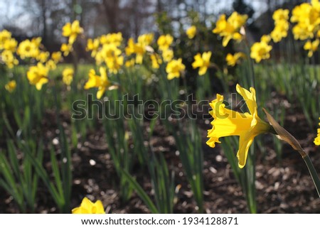 Bright happy yellow spring daffodil flowers in bloom, mass planting, front yard, gardening, gardener, suburbs, uplifting, bulbs, springtime, plant therapy, growing, seasonal, seasons, flowers