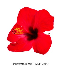 National Flower Haiti Images, Stock Photos u0026 Vectors  Shutterstock