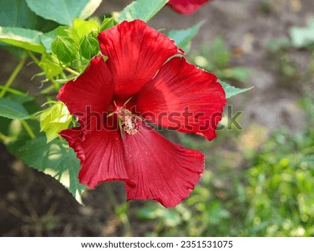 Bright Hibiscus rosa-sinensis in bloom in a garden close up. Hibiscus rosa-sinensis, Chinese hibiscus is widely grown as an ornamental plant in the tropics. red flower