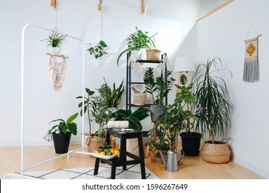 Bright Home Greenhouse Full Of Plants In Ceramic And Wicker Pots. Big Ones On The Floor And Smaller Ones On A Shelf. Macrame Tapestries And Pots In Pot Holders Hanging Here And There.