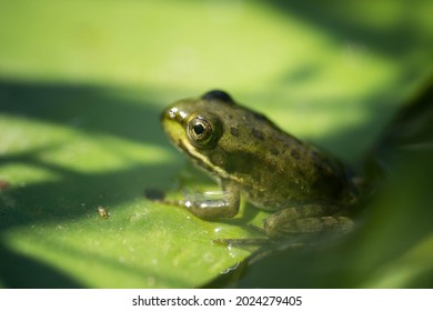 Bright Iridescent Green Frog, Incredible Wildlife