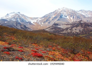 Bright Juicy Colors Of The Autumn Tundra. Mountains And Volcanoes Of Kamchatka. Travel Across Russia. Mountain Hike In The Wild. Nature In Eastern Russia