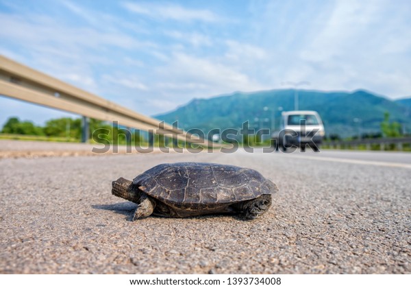 bright land tortoise turtle running on asphalt road\
after the car - Image