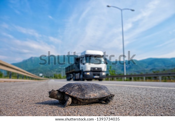 bright land tortoise turtle running on asphalt road\
after the car - Image