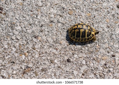 Bright Land Turtle Running Very Fast Stock Photo 1066571738 | Shutterstock