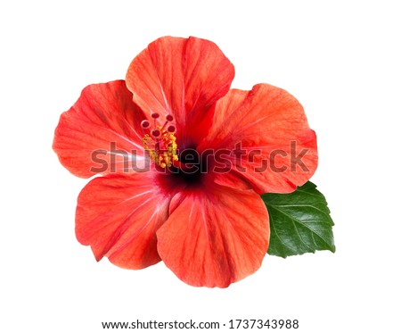 bright large flower and leaf of red hibiscus isolated on white background