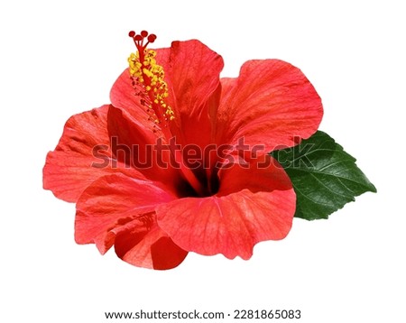 bright large flower and leaf of red hibiscus isolated on white background