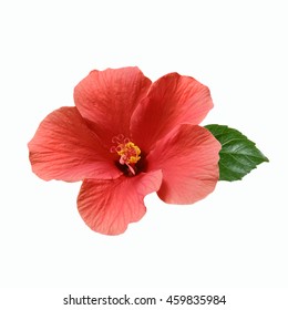 Bright Large Flower Of Pink Hibiscus Isolated