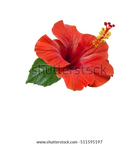 bright large flower of red hibiscus isolated on white background