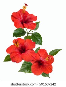 bright large flowers and buds of red hibiscus isolated on white background