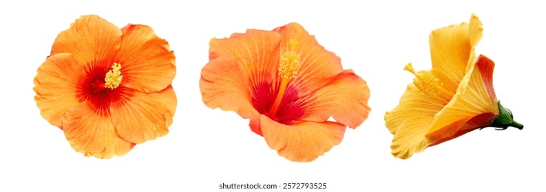 Bright large orange hibiscus flower. Flowers of Chinese hibiscus, China rose, Hawaiian hibiscus, rose mallow , shoeblack plant (Hibiscus rosa-sinensis).