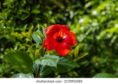 Bright large red flower of Chinese hibiscus (Hibiscus rosa-sinensis) on blurred background of garden greenery. Chinese rose or Hawaiian hibiscus plant in sunlight. Nature concept for design. 