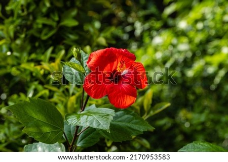 Bright large red flower of Chinese hibiscus (Hibiscus rosa-sinensis) on blurred background of garden greenery. Chinese rose or Hawaiian hibiscus plant in sunlight. Nature concept for design. 