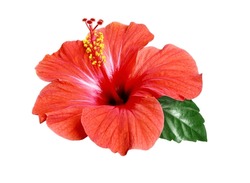 Bright Large Red Hibiscus Flower And Leaf Isolated On White Background