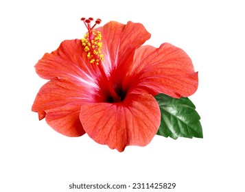 bright large red hibiscus flower and leaf isolated on white background