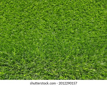 Bright And Light Artificial Grass For Decoration On The Balcony And Backyard