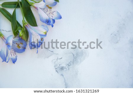 Bright light blue flowers on white marble background. Fresh summer floral background with copy space. Top view, flat lay