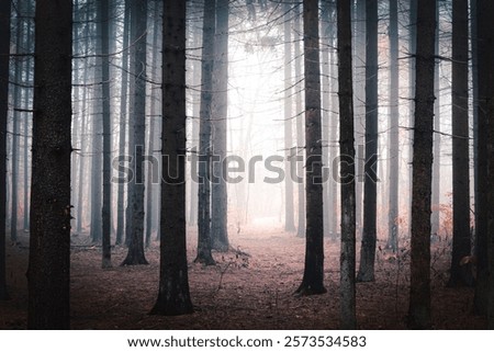 Bright light at the end of the pathway through mysterious dark foggy spruce forest among high trees.