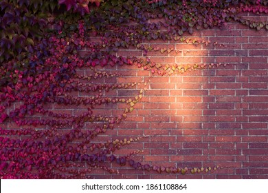 Bright Light Spot On Red Brick Wall Fifty-fifty Overgrown With Pink And Green Poison Ivy