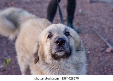 Bright Lightsome Dog Sniffing The Camera. Shelter Pet