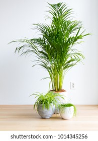 Bright Living Room With Houseplants On The Floor, Areca Palm, Spider Plant And Rhipsalis Cactus, Indoor Plants