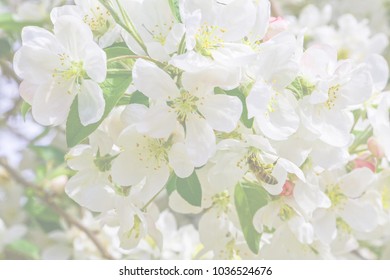 Bright luminous  white flowers of cherry. Spring background with white cherry blossom branch and honeybee