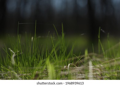 Bright And Luscious Grass In Garden