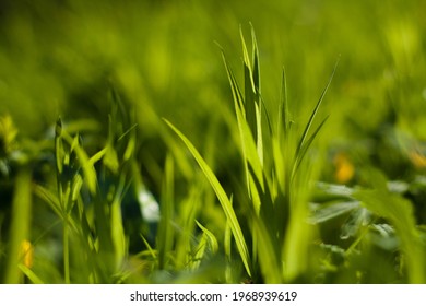 Bright And Luscious Grass In Garden