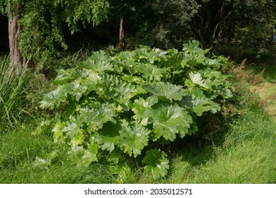 Bright Lush Green Summer Leaves On An Indian Rhubarb Or Umbrella Plant (Darmera Peltata) Growing By A Stream In A Bog Garden In Rural Devon, England, UK