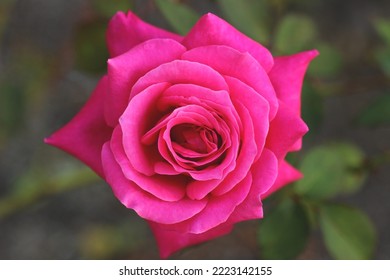 Bright Magenta Rose Close Up 