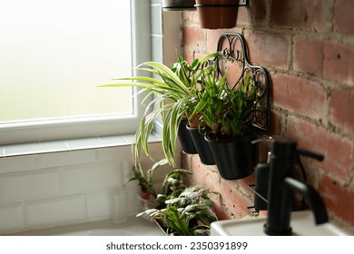 Bright modern bathroom brick wall potted plants hanging in pots next to sunny window with textured glass white tile black faucet taps fixtures on sink in British apartment home toilet restroom