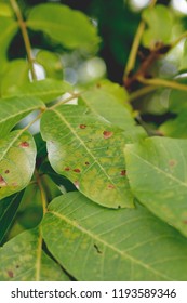 Bright Modern Close Photo Sick Leaves Stock Photo 1193589346 | Shutterstock