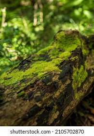 Bright Moss Growing On A Dead Tree Trunk In Knysna Forest South Africa