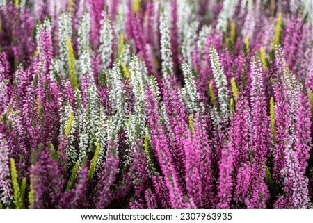 Bright multicolored flowers of colorful blooming erica. Evergreen plant of the genus heathers, selective focus. Natural picturesque background