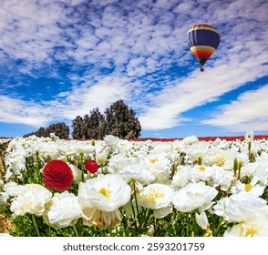 Bright multi-colored hot air balloon flies over field of snow-white buttercups. Kibbutz Nir Yitzhak in southern Israel on the border with the Gaza Strip. Cloudy spring day. 