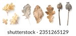 bright natural autumn or fall design elements in neutral colors and hues isolated over white background, feminine seasonal forest or garden elements, dry leaves, hydrangea flowers, poppy pods