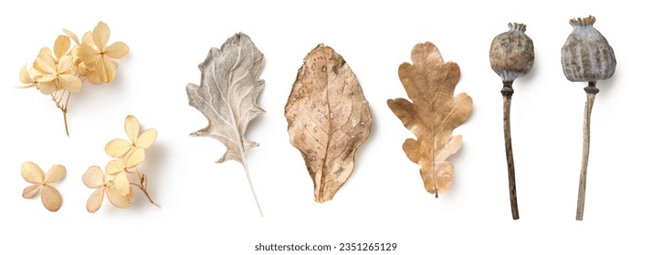 bright natural autumn or fall design elements in neutral colors and hues isolated over white background, feminine seasonal forest or garden elements, dry leaves, hydrangea flowers, poppy pods