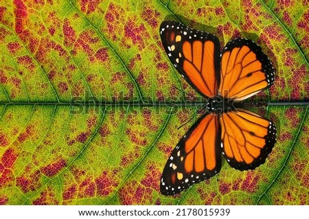 bright natural background. colorful monarch butterfly on a bright autumn leaf. close-up