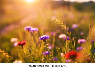 Bright Natural Background With Field Blue Flowers Cornflowers Grow In The Warm Sun