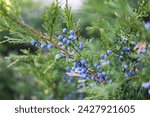 Bright needles with whitish blue berries Cossack juniper. Immature bumps of Juniperus sabina. Savin for decorates any garden. Interesting nature concept for background design. Soft focus.