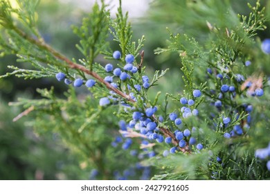 Bright needles with whitish blue berries Cossack juniper. Immature bumps of Juniperus sabina. Savin for decorates any garden. Interesting nature concept for background design. Soft focus. - Powered by Shutterstock