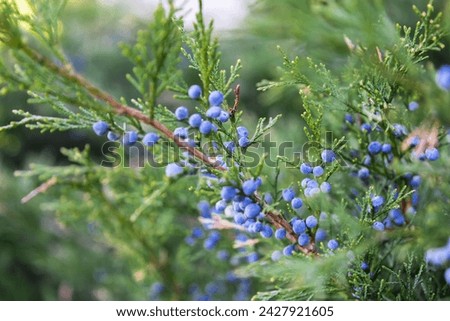 Bright needles with whitish blue berries Cossack juniper. Immature bumps of Juniperus sabina. Savin for decorates any garden. Interesting nature concept for background design. Soft focus.