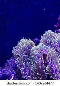 Bright Neon Coral At Cairns Aquarium. 