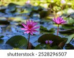 A bright neon pink coloured flowers with 50 petals are the highlight of this tropical waterlily in the pond