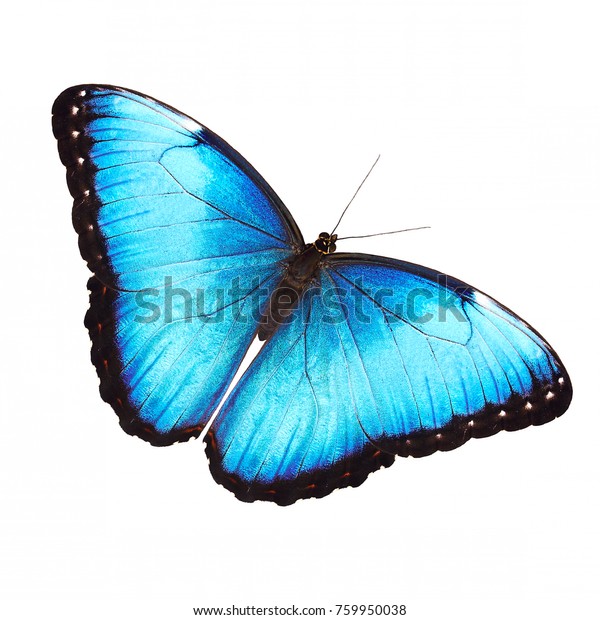 白い背景に羽が開いた明るい光る青いモルフォ蝶 モルフォ ヘレノア マリニータ オス の写真素材 今すぐ編集