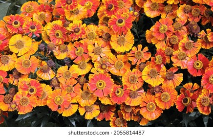 Bright Orange Autumn Gerbera Flowers