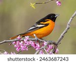 Bright orange Baltimore Oriole perched in pink blossoms